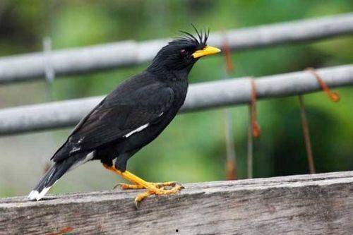 娱乐吃瓜小八哥是谁,网络红人的崛起之路